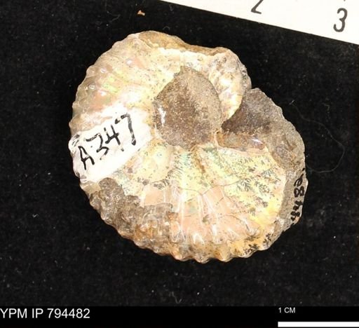 Hoploscaphites