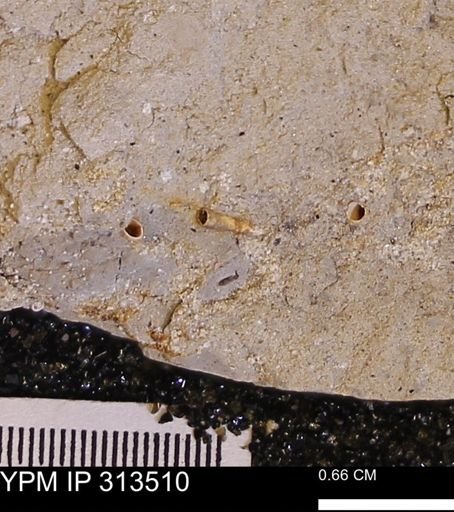 undet. Dentaliidae