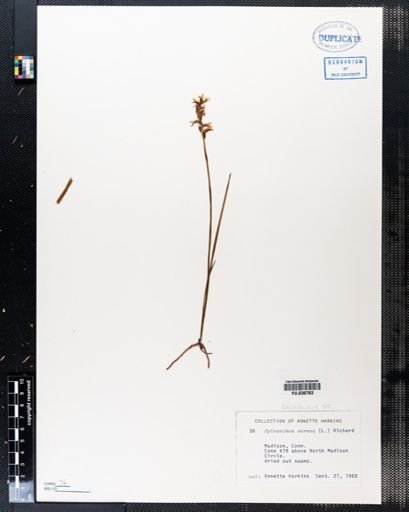 Spiranthes cernua