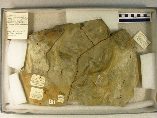 Anchisauripus tuberosus