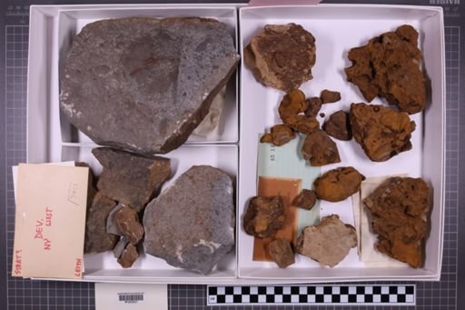 mixed taxa, stratigraphic collection