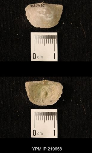 Chonetes granulifer
