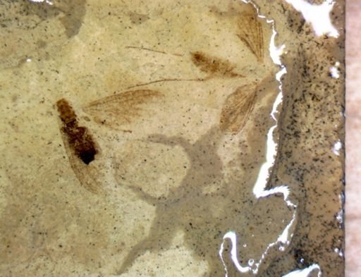 undet. Culicidae