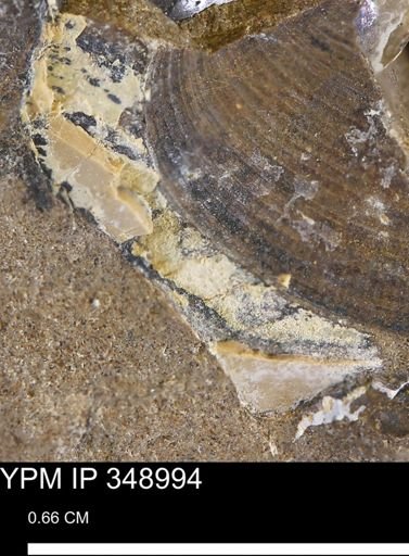 undet. Mollusca