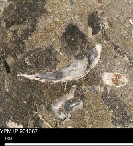 undet. Mollusca