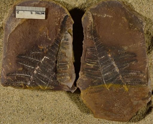Pecopteris