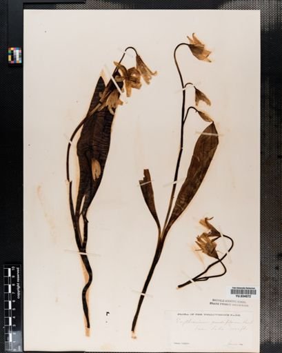 Erythronium
