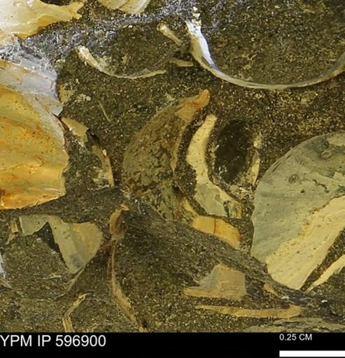 undet. Mollusca