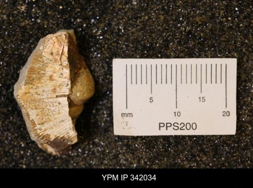 undet. Scaphitidae