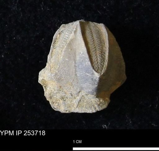 Pentremites sp.