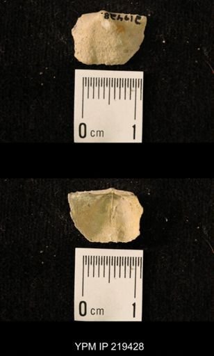 Chonetes granulifer