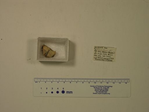 Plagiarthrus sp.