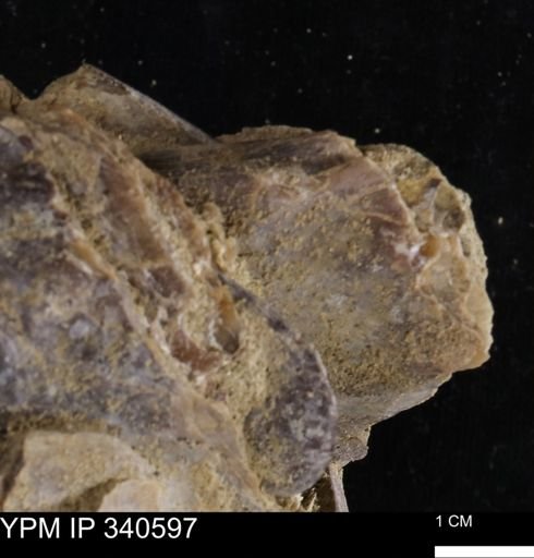 Ostrea glabra