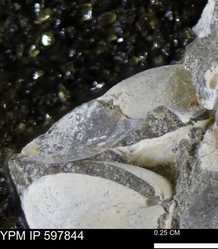 Limopsis striatopunctatus
