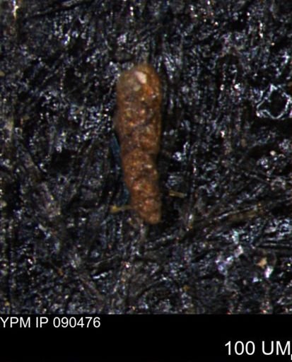 Verneuilinoides hectori