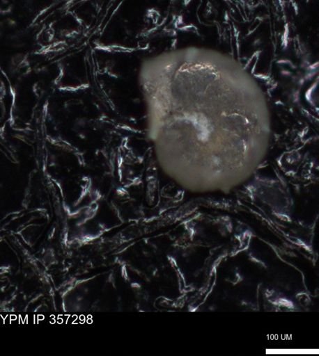 undet. Foraminiferida
