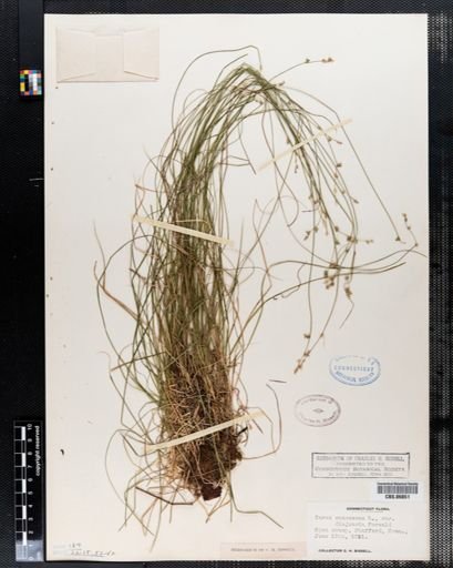 Carex canescens