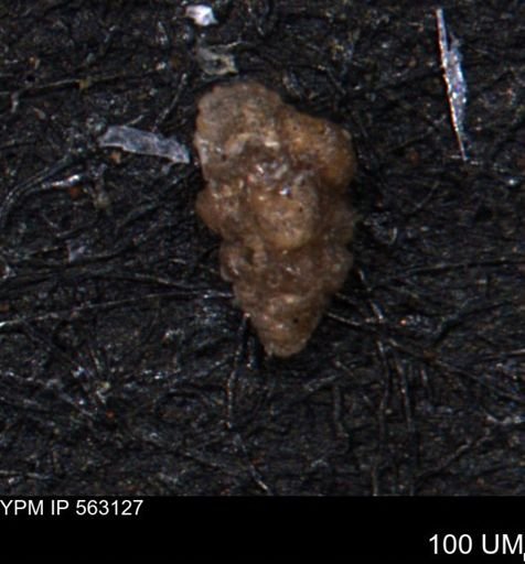 Verneuilina canadensis