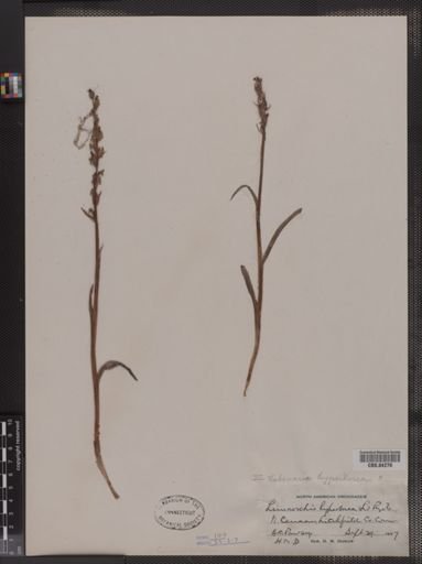 Habenaria hyperborea