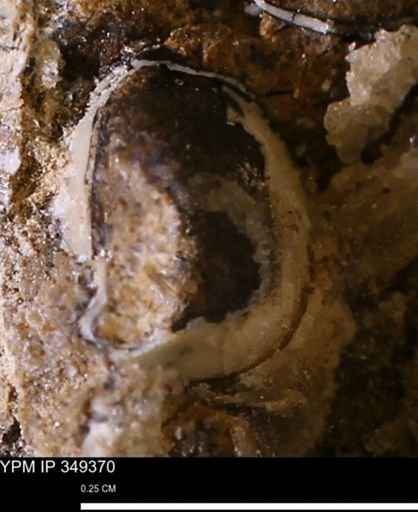 undet. Mollusca