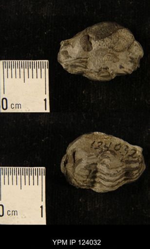 Phacops rana