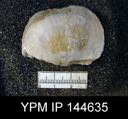 Derbya hemisphaerica