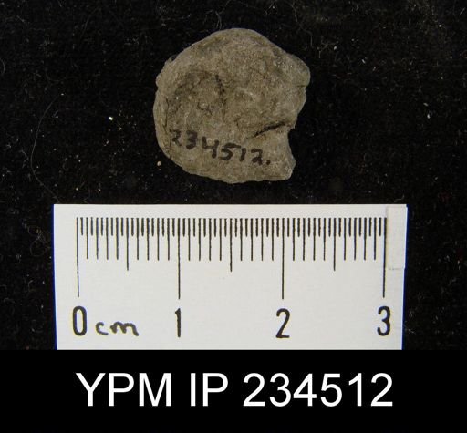 Marginifera muricatina