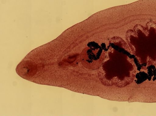 Dicrocoelium dendriticum