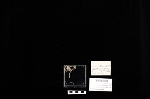 Ptyodactylus hasselquistii