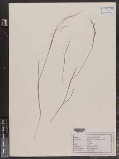 Glyceria fernaldii