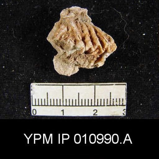 Meekella difficilis