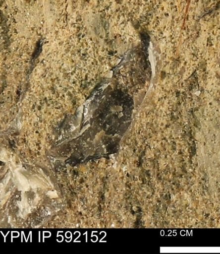 Ostrea sp.