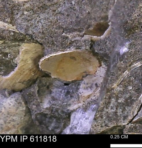 Protocardia sp.