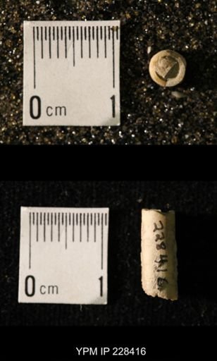 Pseudorthoceras knoxense