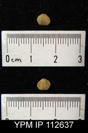 Zygospira modesta