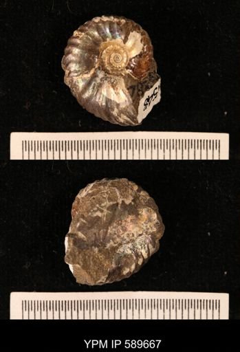 Hoploscaphites comprimus