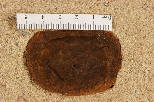 Betulites westii var. obtusus