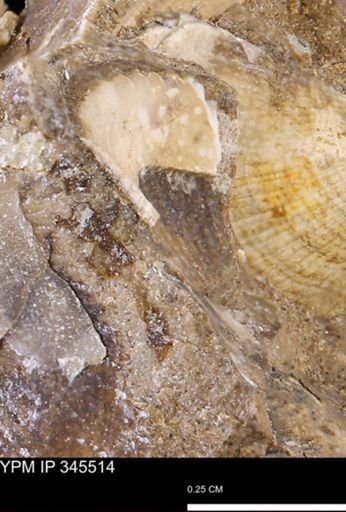 undet. Bivalvia