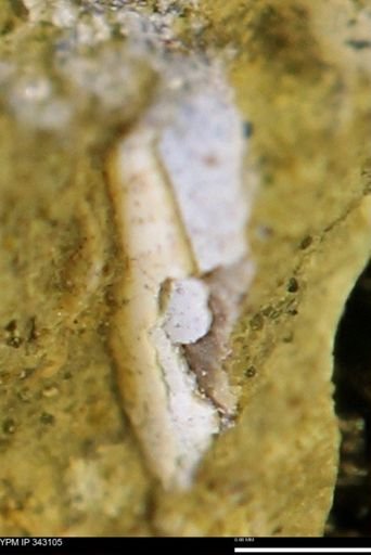 undet. Scaphitidae