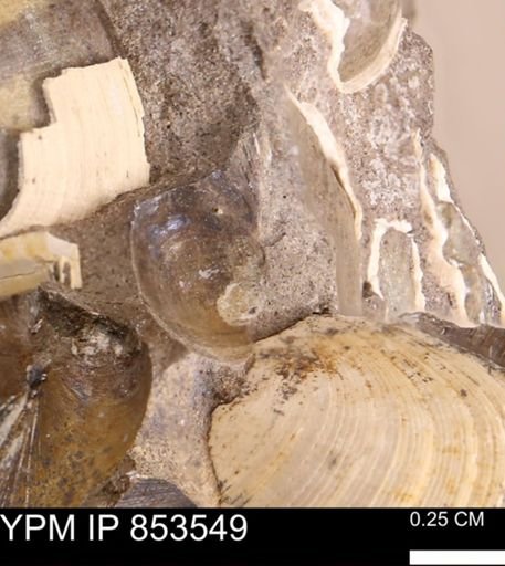 Limopsis striatopunctatus