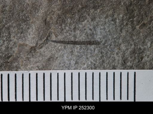 undet. Eurypterida