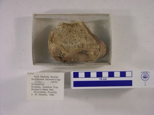 Teleoceras fossiger