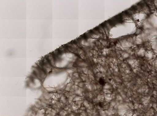 Halichondria panicea