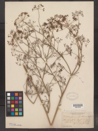 Petroselinum crispum