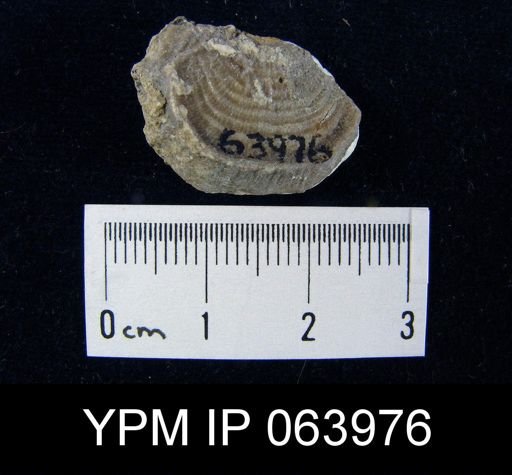 Leptaena tennesseensis