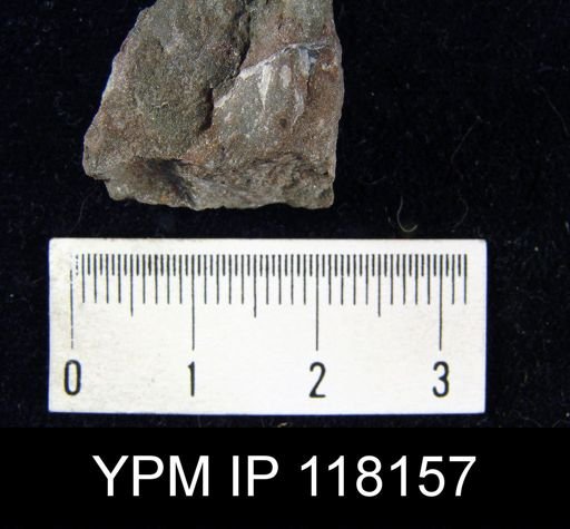 Dalmanella elegantula submedia