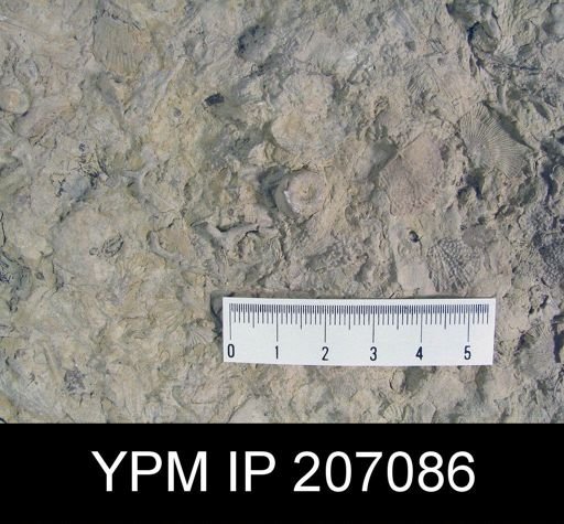 bryozoans, brachiopods, pelmatozoans