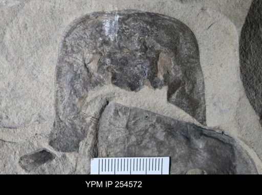 Eurypterus sp.