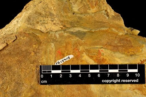 Calamites sp.