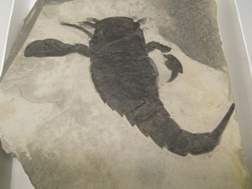 Eurypterus lacustris